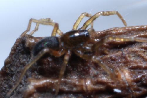 Scotina sp.